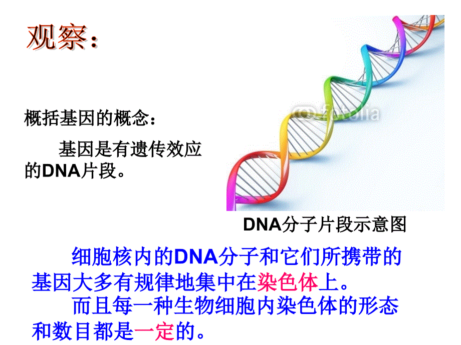 基因在亲子代间的传递定_第4页