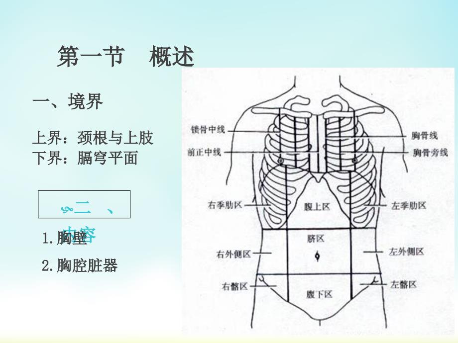 《胸部解剖概述》PPT课件_第3页