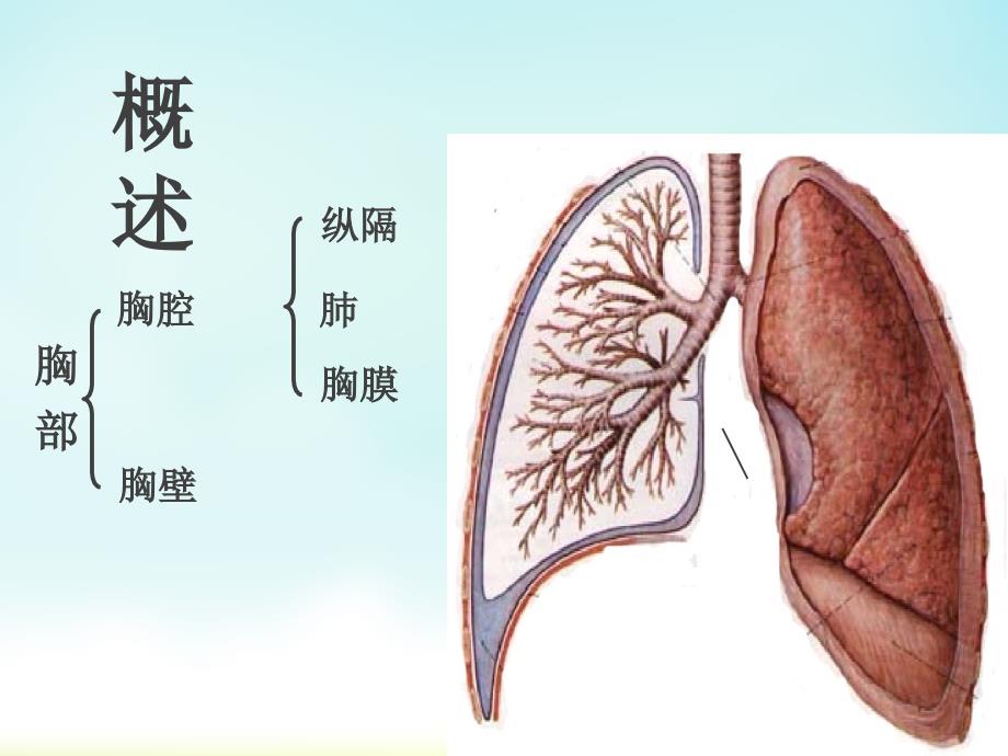 《胸部解剖概述》PPT课件_第4页