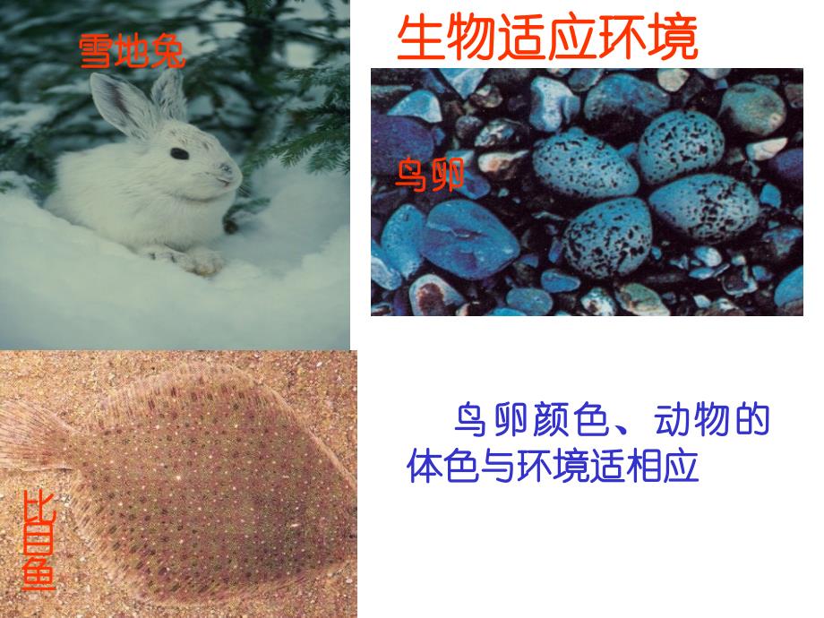 高一生物课件_第2页