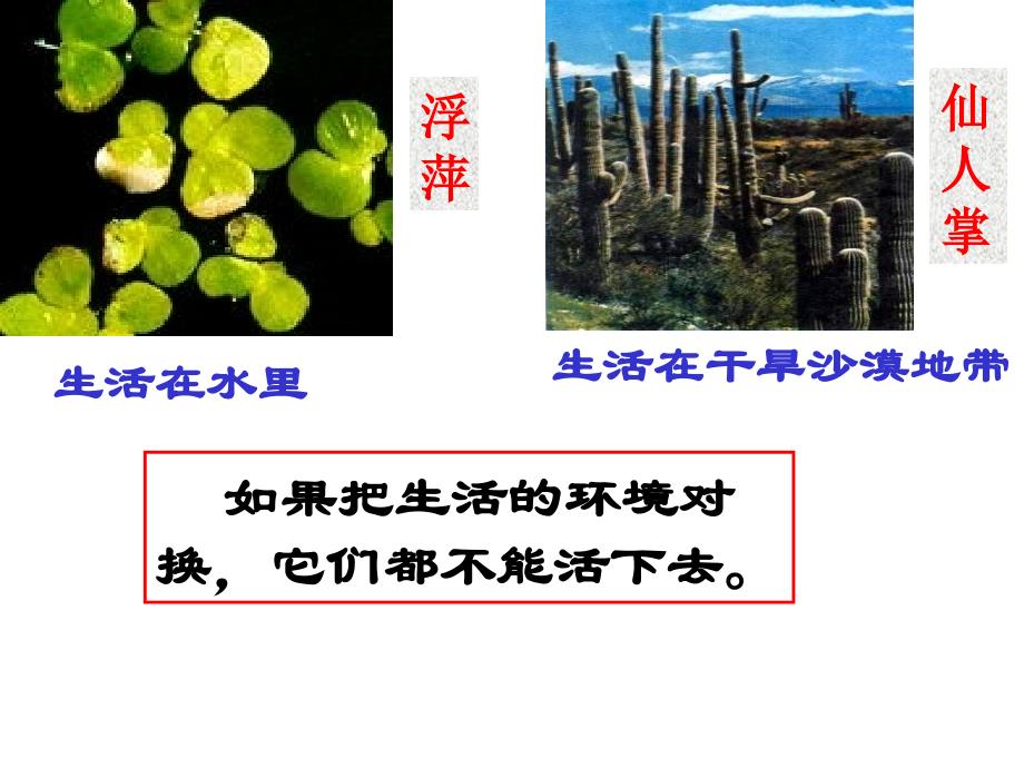 高一生物课件_第4页