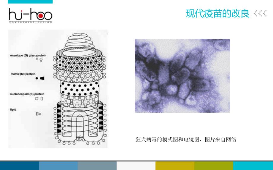 狂犬病疫苗的研究及其进展_第4页