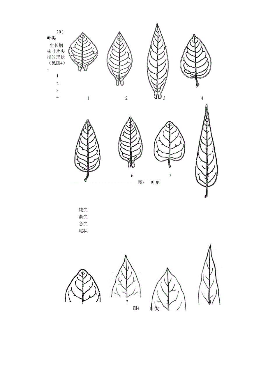 烟草形态特征和生物学特性_第4页