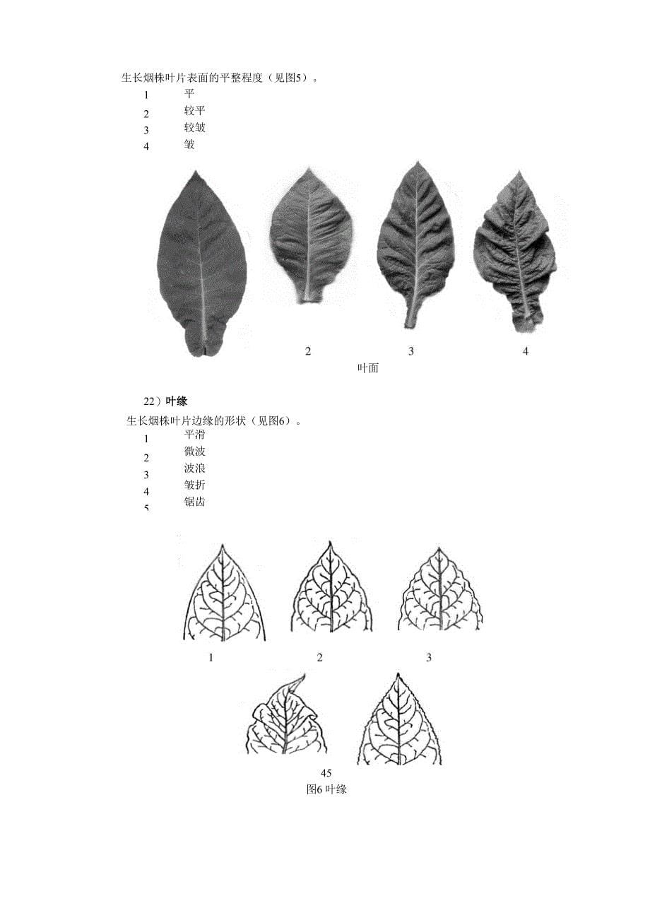 烟草形态特征和生物学特性_第5页