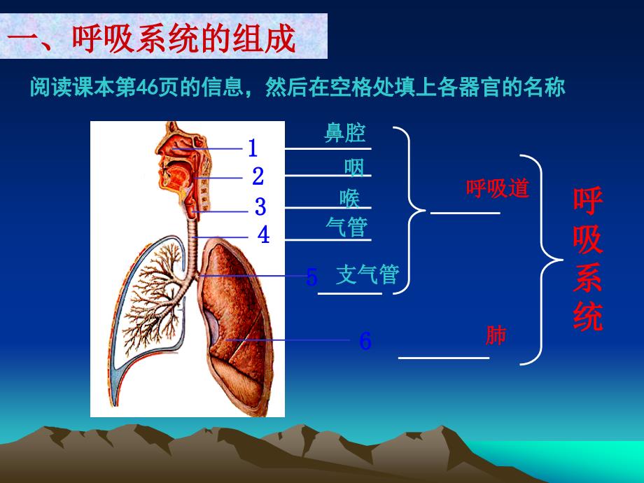 第一节呼吸 (4)_第3页