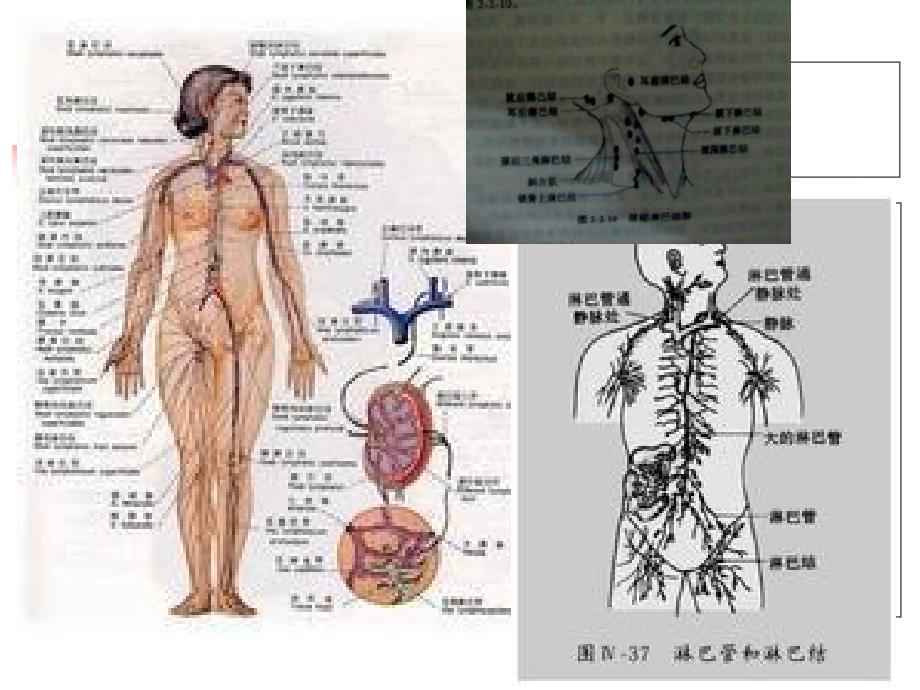 淋巴瘤基础知识_第3页