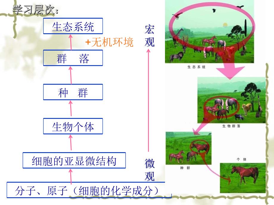 高二生物生物必修3课件生态系统的结构3_第2页