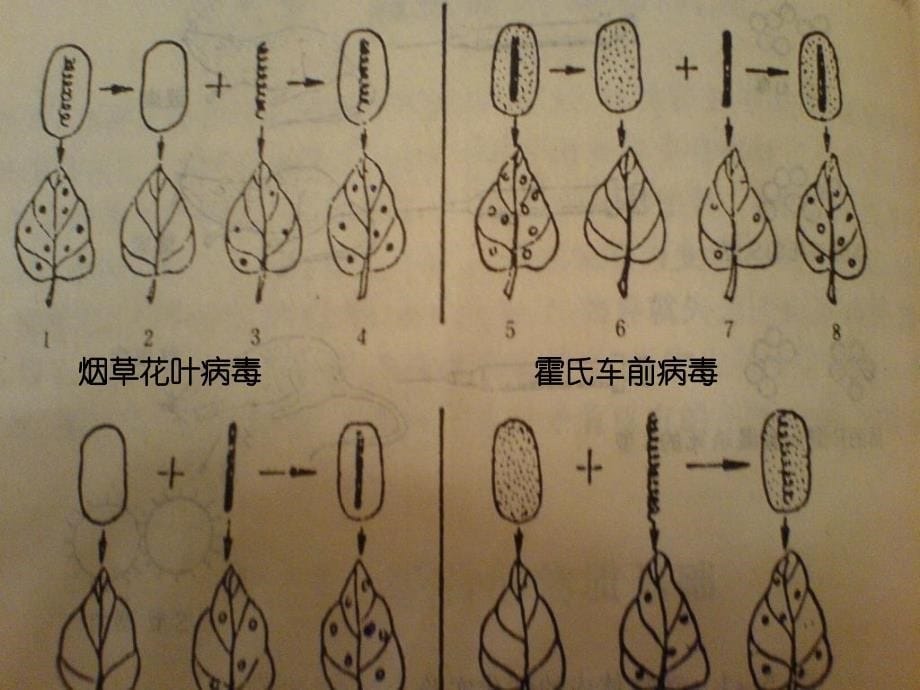 食品微生物学第8章微生物遗传以及变异_第5页