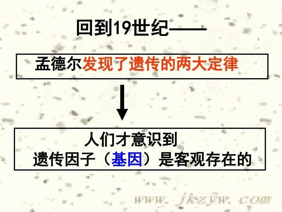 必修二2.2基因在染色体分2课时ppt_第5页