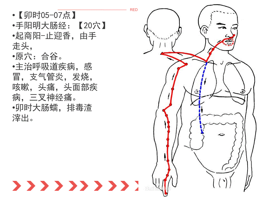 十四经络培训_第3页