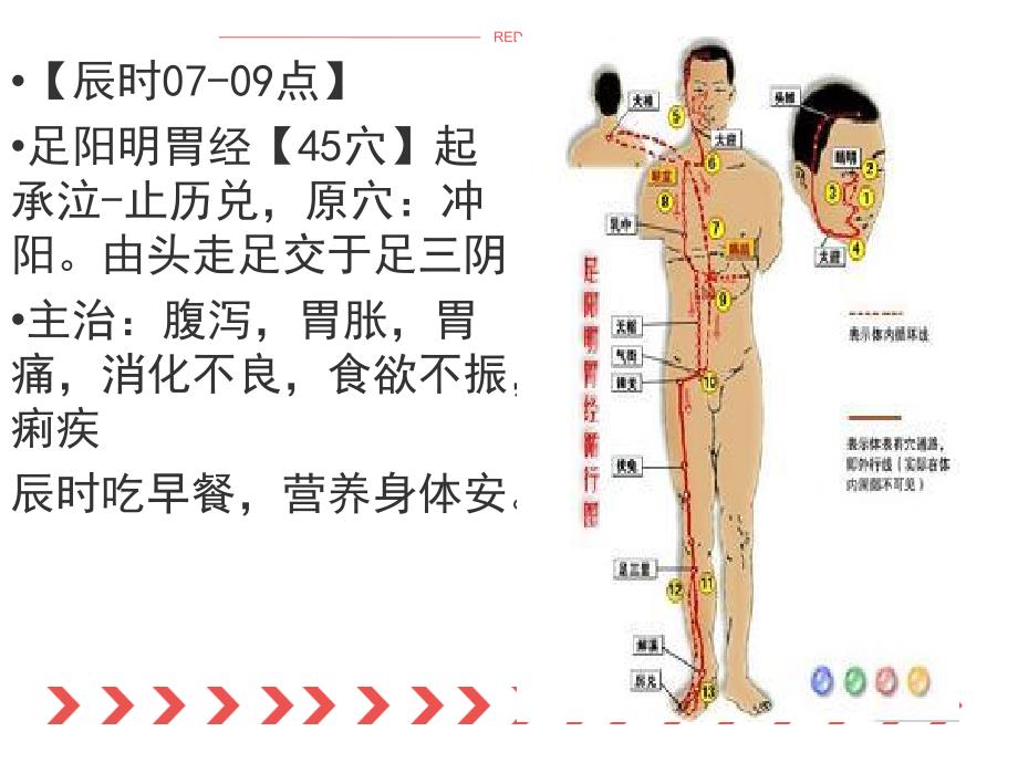 十四经络培训_第4页