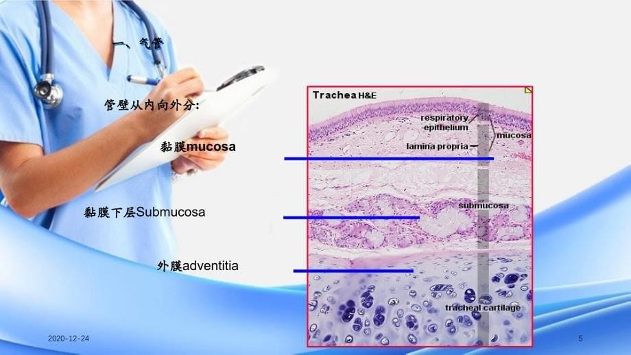 呼吸系统干货分享_第5页