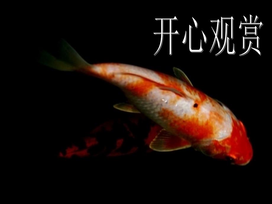 历代文人吟咏锦鲤的作品课件_第1页