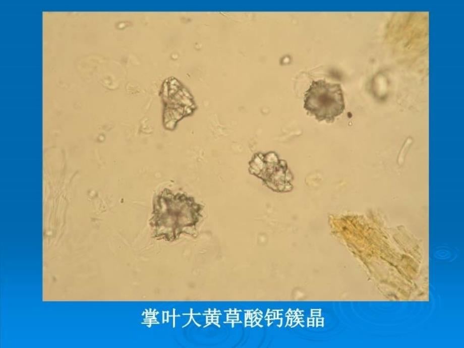 中药鉴定学实验粉末图片培训资料_第4页