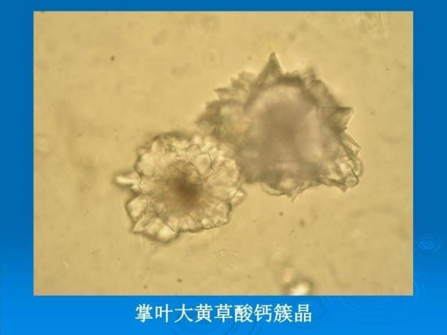 中药鉴定学实验粉末图片培训资料_第5页