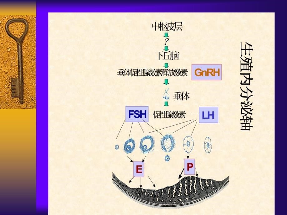 最新功能失调性子宫出血功血DUB课件PPT文档_第5页