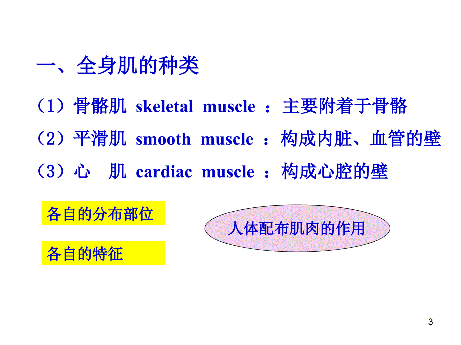 系统解剖学肌学_第3页