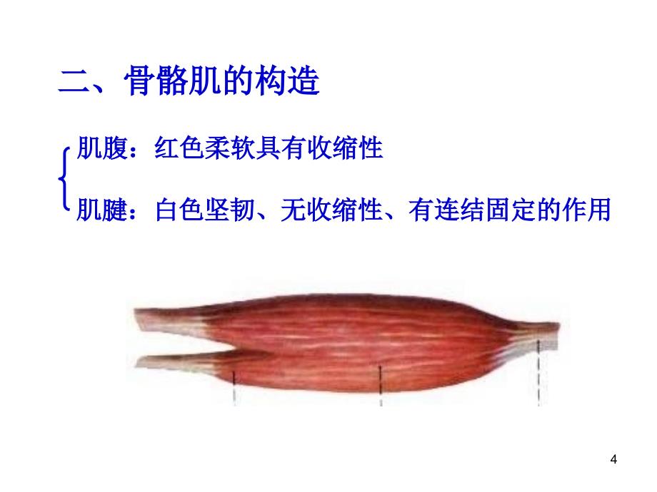 系统解剖学肌学_第4页