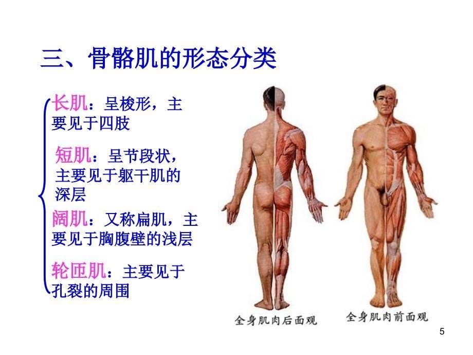 系统解剖学肌学_第5页