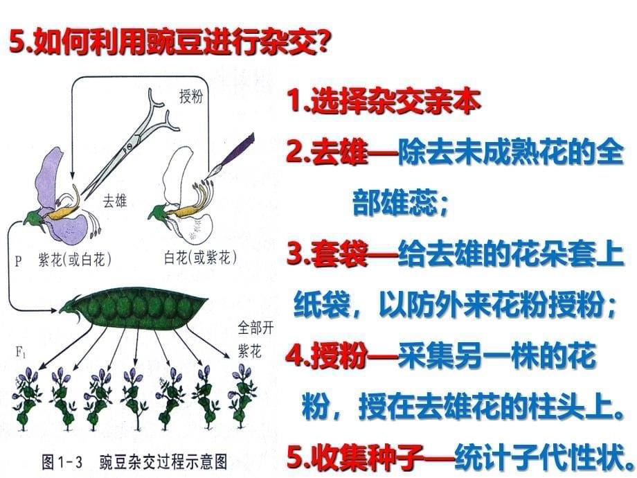 复习必修二遗传的基本规律分离规律总结_第5页