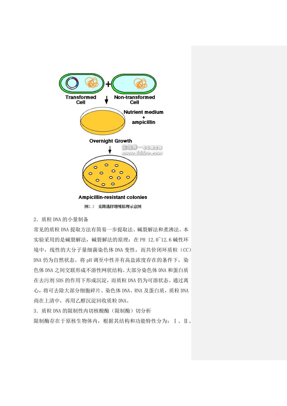 载体构建流程v3.docx_第3页