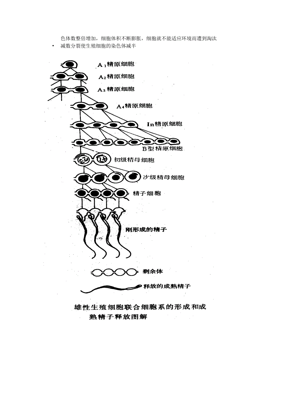 第1章生殖细胞发生_第4页