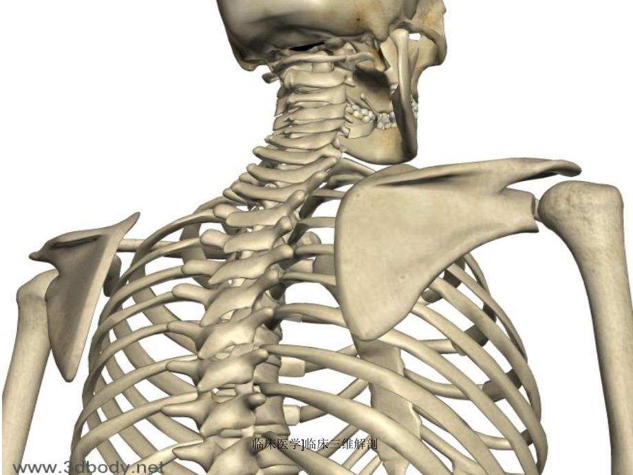 临床医学临床三维解剖课件_第1页