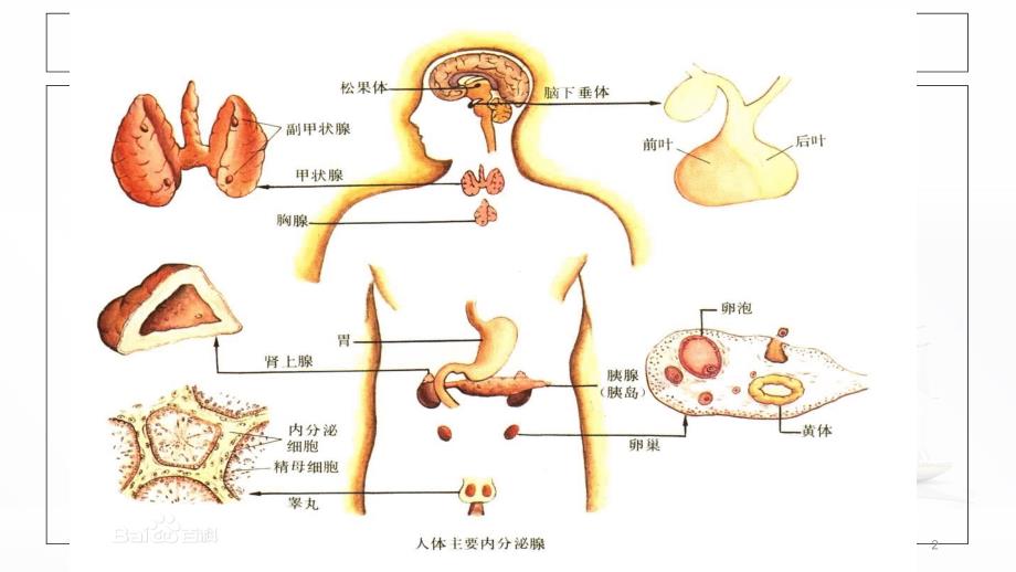 卵巢功能及其周期性变化PPT精品文档_第2页