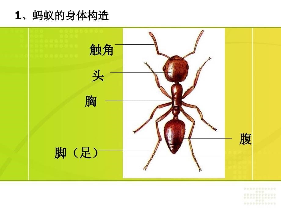 小学科学蚂蚁11_第5页