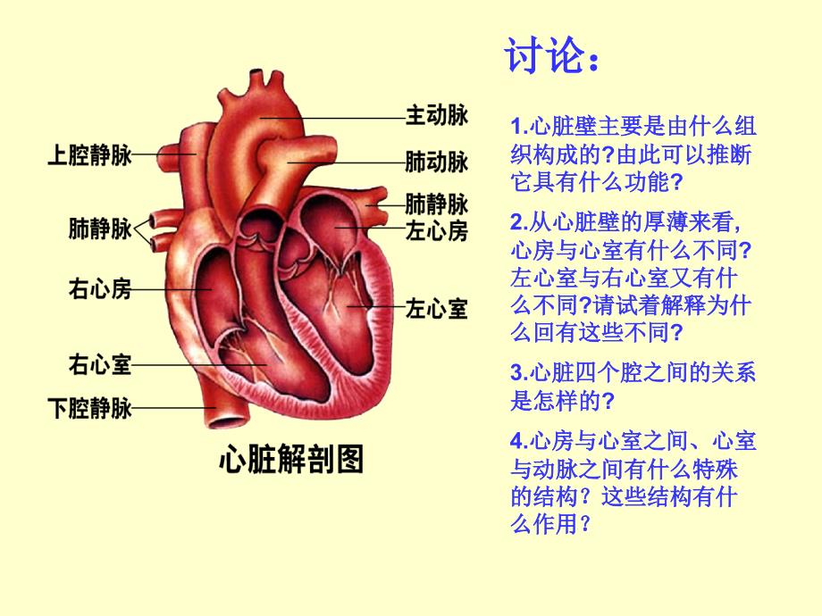 七年级生物下册第四单元第四章第三节输送血液的泵心脏课件1人教新课标版_第4页