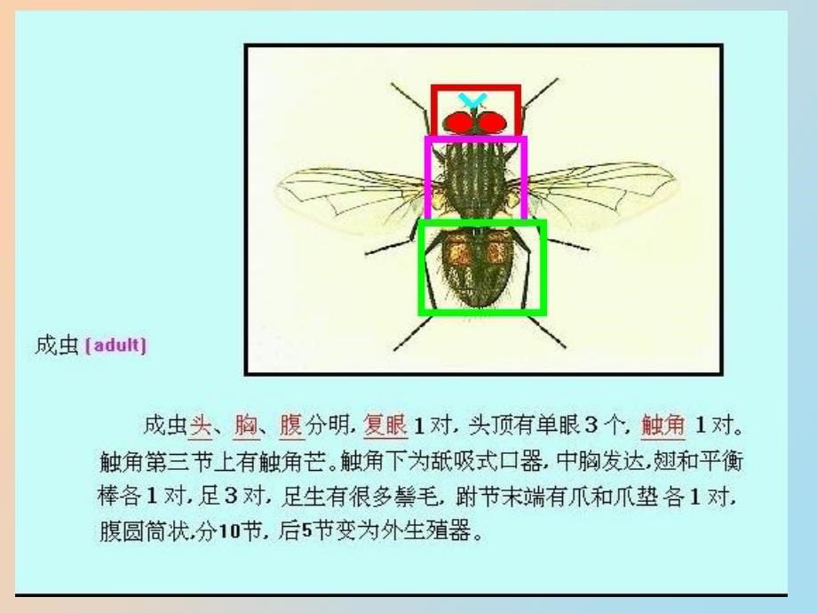 人体寄生虫学课件医学节肢动物_第5页