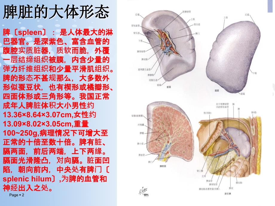 脾脏的应用解剖以与脾切除术_第2页