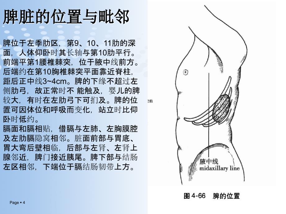 脾脏的应用解剖以与脾切除术_第4页