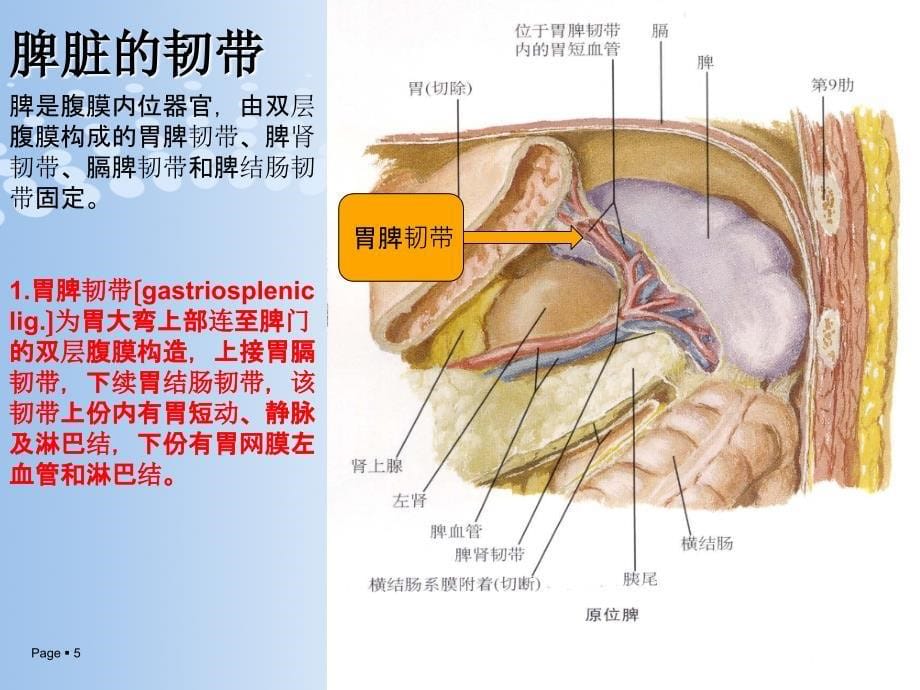 脾脏的应用解剖以与脾切除术_第5页