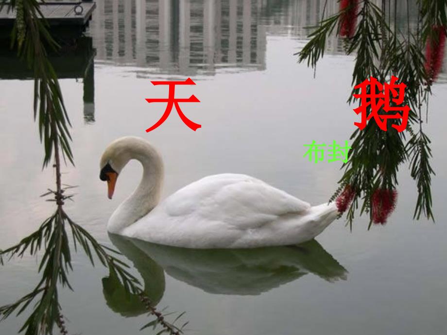 18《天鹅》课件_第1页