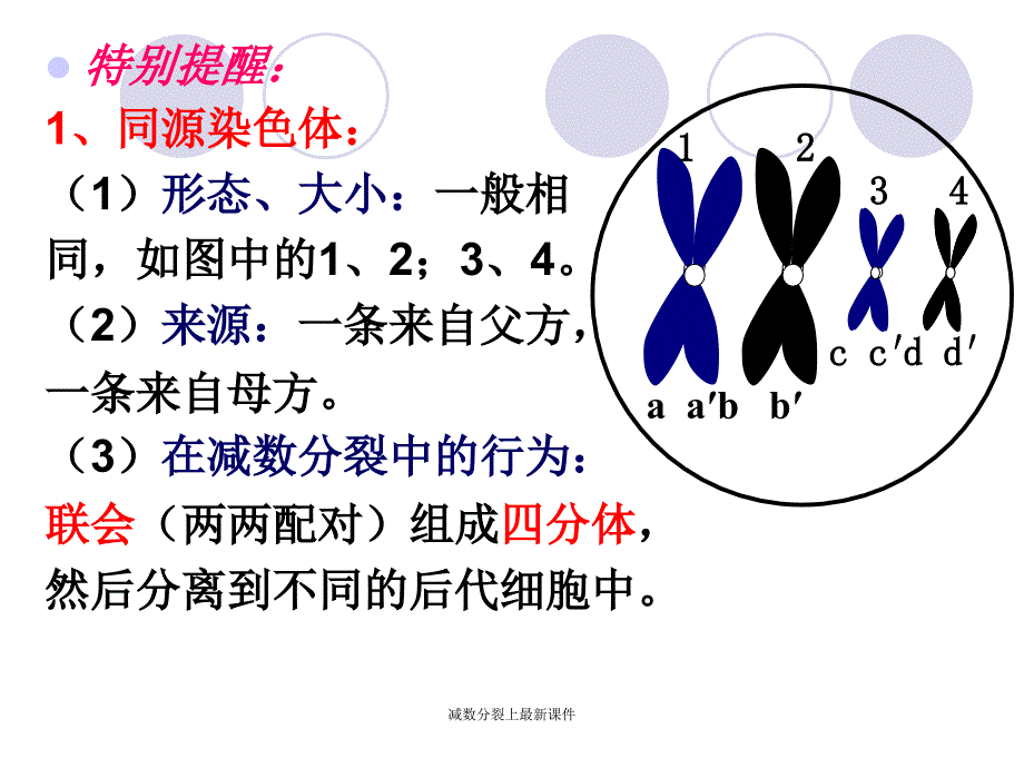 减数分裂上最新课件_第4页