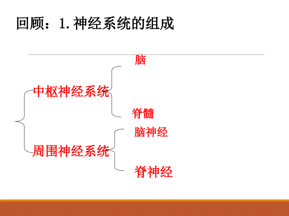 通过神经系统的调节很实用课件共3课时_第3页