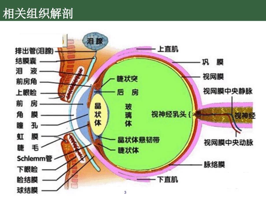 糖尿病性视网膜病变行业专业_第3页