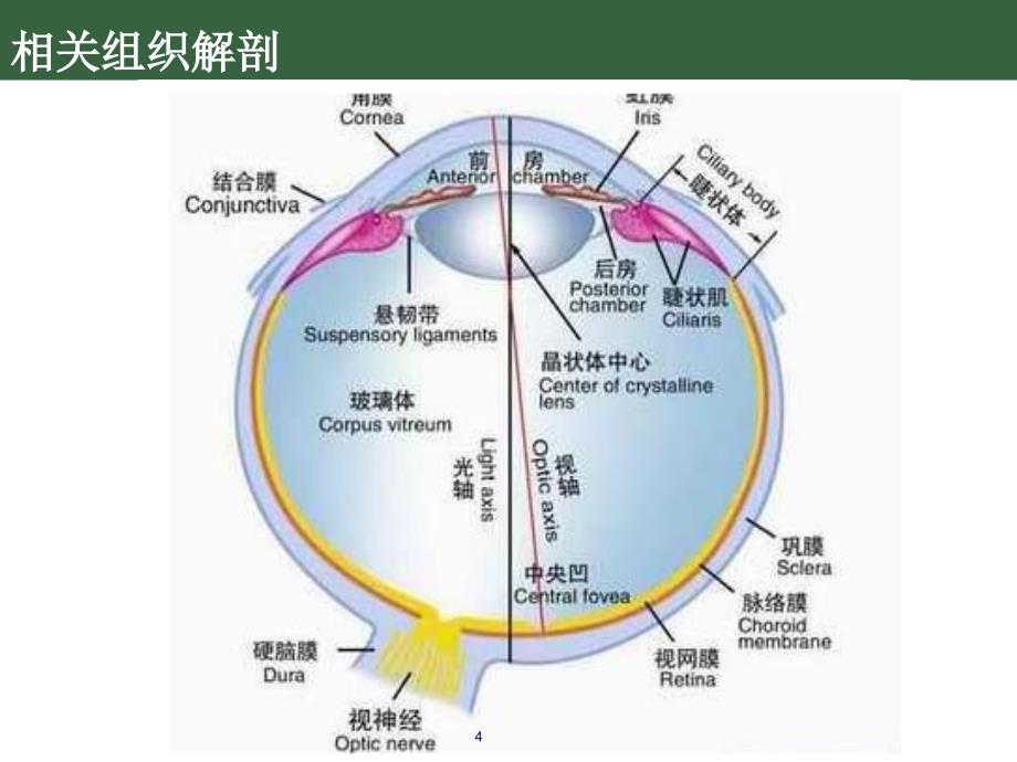 糖尿病性视网膜病变行业专业_第4页