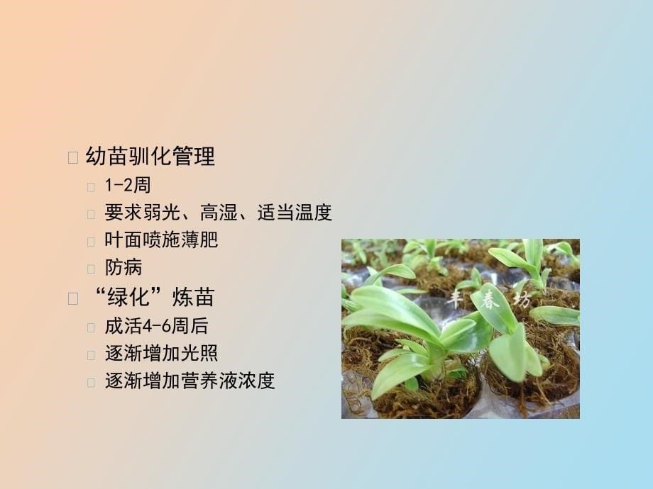 热带兰栽培管理_第5页