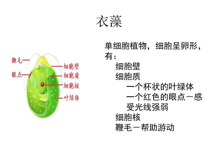 五彩缤纷的植物世界_第5页