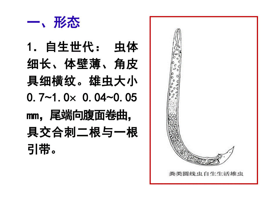 粪类圆线虫课件_第3页