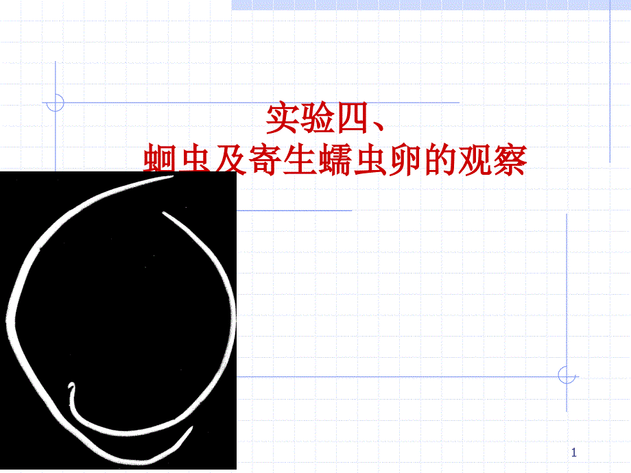 动物学实验教案蛔虫寄生蠕虫_第1页