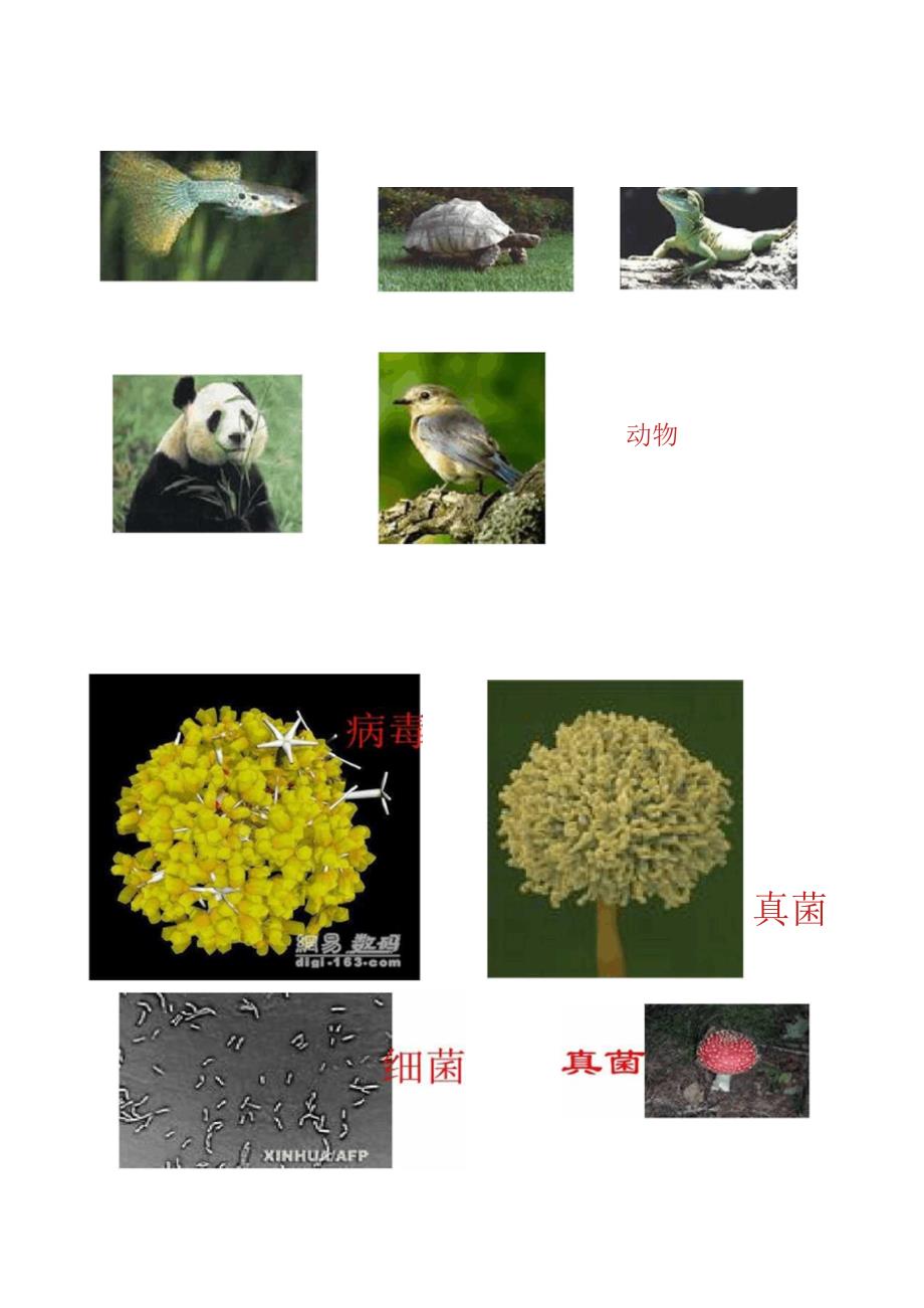 生物的基本特征_第3页