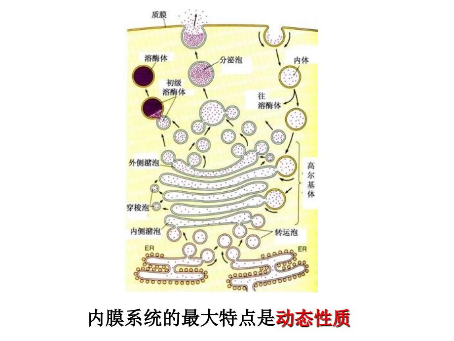 医学生物学：课本p28p35_第4页