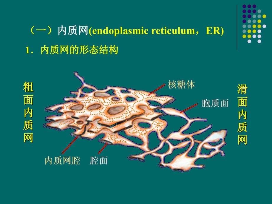 医学生物学：课本p28p35_第5页