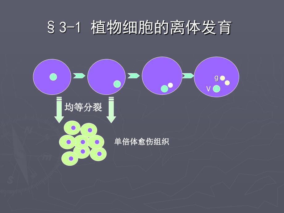 植物细胞工程课程2_第3页