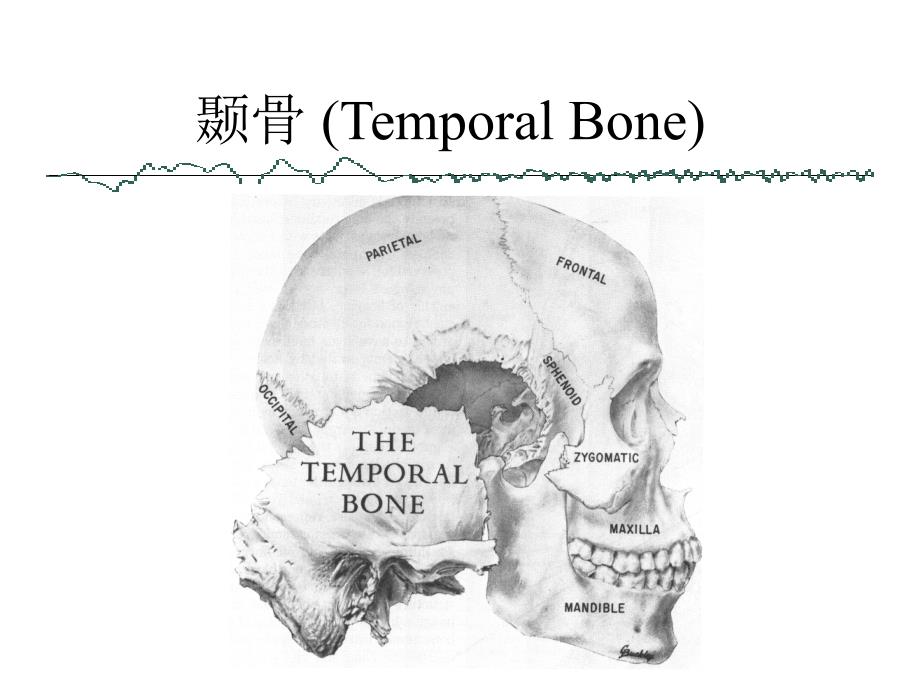 耳鼻咽喉头颈外科学：耳应用解剖生理学_第2页