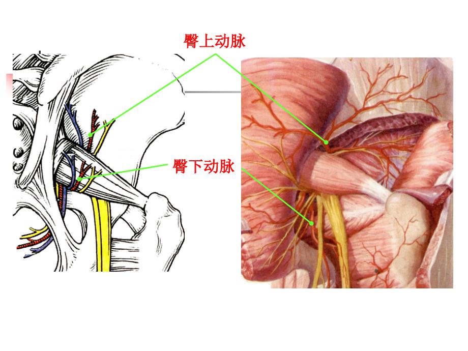 系统解剖学教学课件：动脉3_第4页