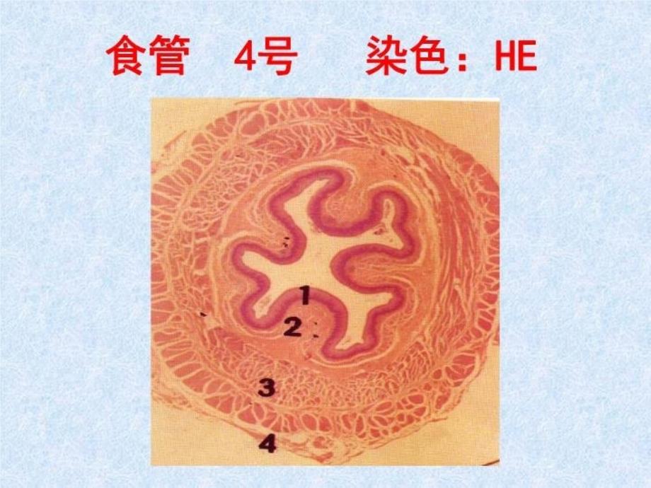 最新医学实验消化管幻灯片_第3页